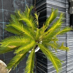 蘇轍　ソテツ 植木　庭木　木そてつ リゾート庭木