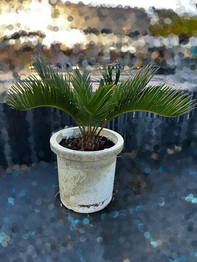 ソテツ 蘇鉄 そてつ リゾート庭木　ガーデニング　植木　No.15
