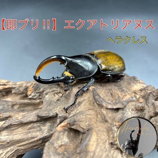 【即ブリ‼︎】DHエクアトリアヌス♂単87mm ※送料事前連絡にて変更可 ※直接受け渡しに変更可