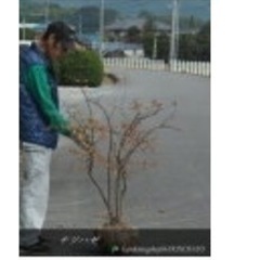 雑木　ツリバナ　アオハダ　ナツハゼ3本