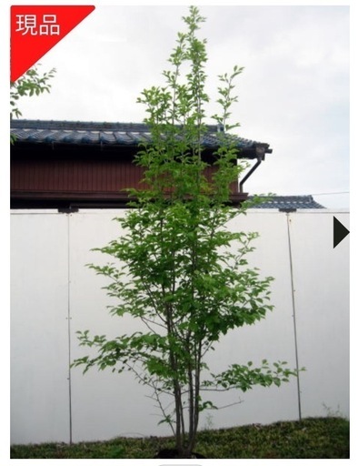 雑木　ツリバナ　アオハダ　ナツハゼ3本 雑木 ツリバナ アオハダ ナツハゼ3本