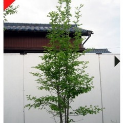 雑木　ツリバナ　アオハダ　ナツハゼ3本