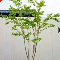 雑木　ツリバナ　アオハダ　ナツハゼ3本