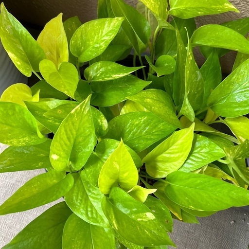観葉植物　ライムポトス