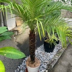 フェニックスロベレー フェニックスロベレニー