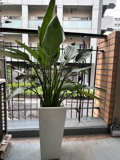 【鉢付】ストレチア 約100cm 観葉植物 インテリア