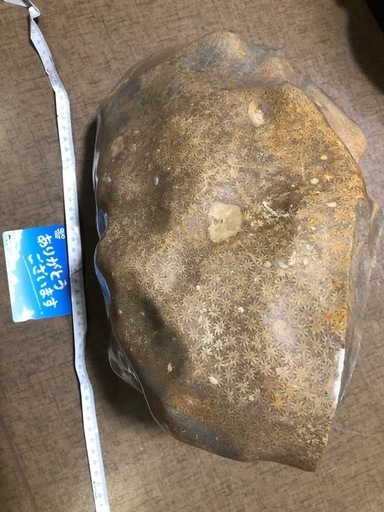 サンゴの化石