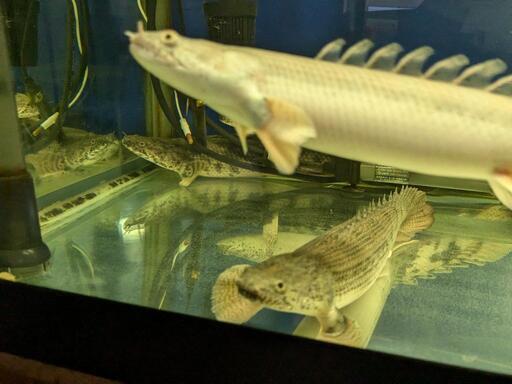 【4匹セット】ポリプテルス　(エンドリケリー)　(アンソルギー)　熱帯魚