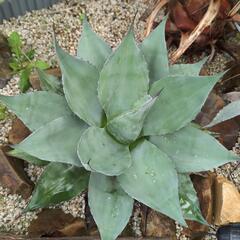 アガベ   オバティフォリア大株