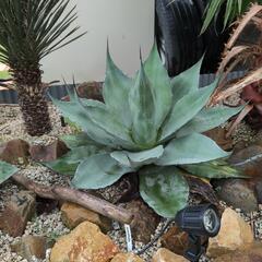 アガベ   オバティフォリア大株