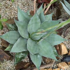 アガベ   オバティフォリア大株