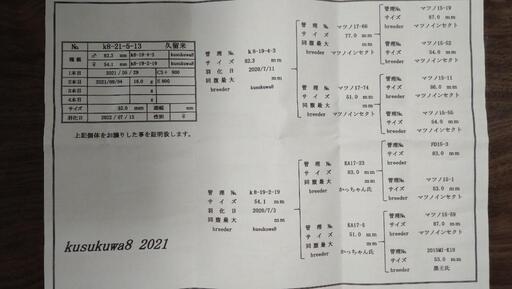 （ラスト１ペア）久留米産オオクワガタ♂７６㍉♀５２㍉ペア＋♀１