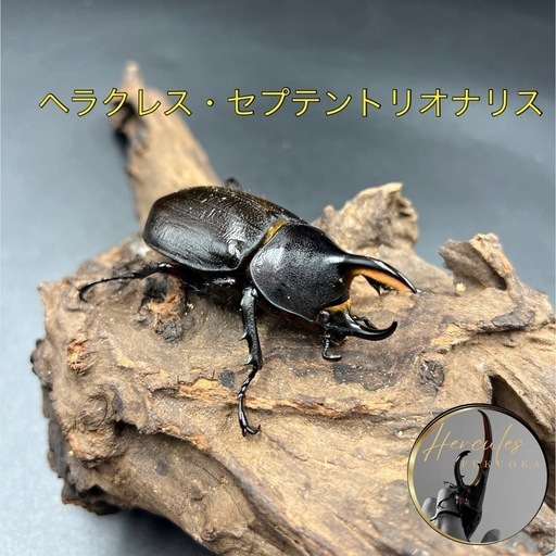 【新成虫】ヘラクレス・セプテントリオナリス♂単69mm※送料事前連絡にて変更可 ※直接受け渡しに変更可