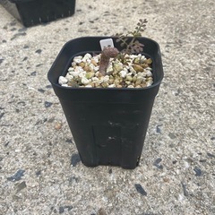 麻袋 500枚 鉢カバー・穀物保存袋・鉢・家庭菜園・ガラ袋等、 中古品  