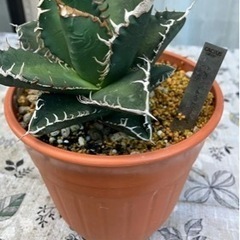 スーパーチタノタ 発根子株一つ アガベ スーパーチタノタ 子株 1株