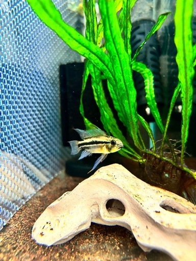 アピスト ビタエニアータ 幼魚 10匹