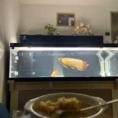 アクリル水槽　1300×600×450　OFセット