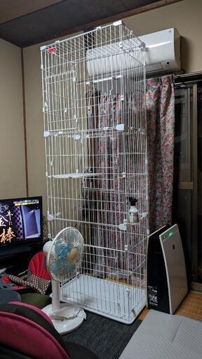 猫ゲージ