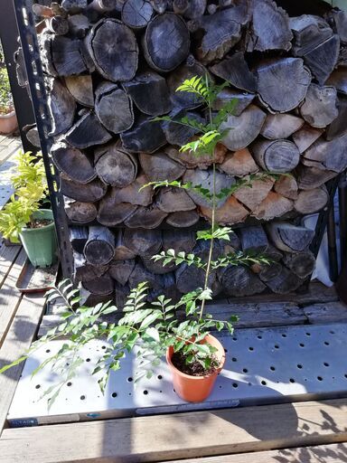 シマトネリコ（観葉植物、庭木用）