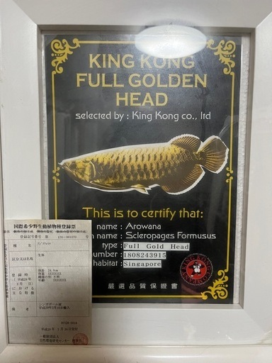 熱帯魚　アロワナ水槽セット