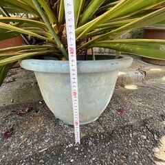 ユッカ グロリオサ バエリガータ（大株）No② 低めの2つ頭