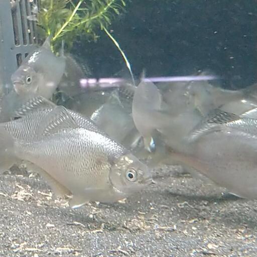 ゼニタナゴ プラチナ   たなご     (2ペア  ブリード個体)