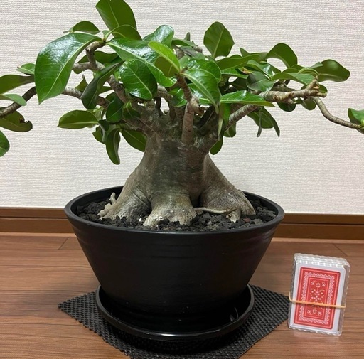 極太アデニウム 観葉植物 高さ36cm、幅45cm