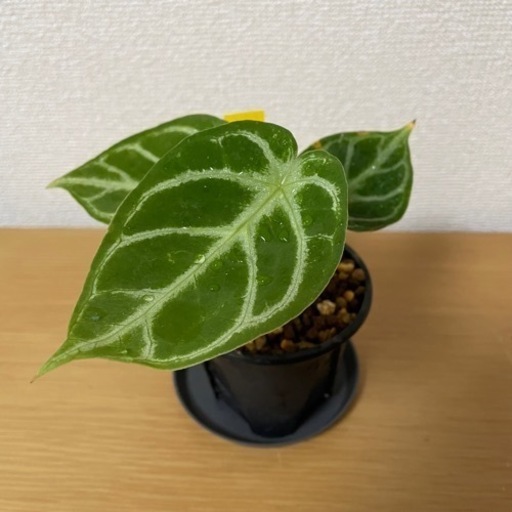 バリアン　アンスリウム　ドラヤキMBR