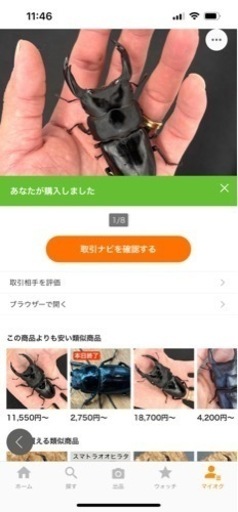 能勢YG血統　\nオオクワガタ　ペア