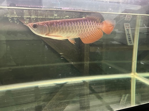 熱帯魚