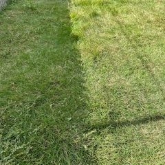 天然芝　約25m2ほど　2024.10月末まで