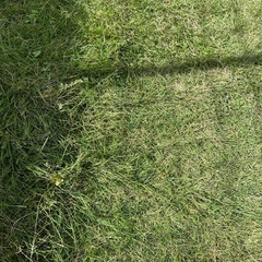 天然芝　約25m2ほど　2024.10月末まで
