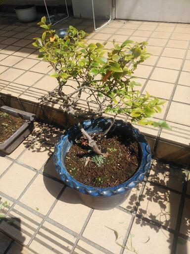 亡き祖父のマンサク紅白セット（急ぎで横浜の自宅まで引き取りに来られる方を募集します。）