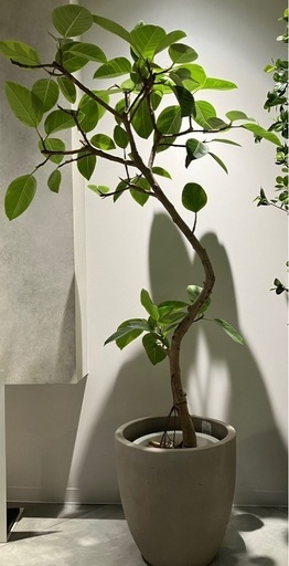 フィカス/観葉植物/リアルグリーン
