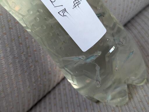 深海メダカ50匹＋α