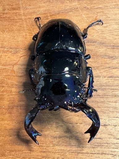 タランドゥスオオツヤクワガタ　新成虫ペア