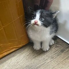 猫ちゃんたちの新しい家族を探しています。猫ちゃんたちの里親募集