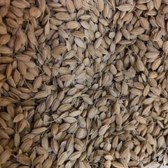 ヒノヒカリ（新米）籾付き 30kg