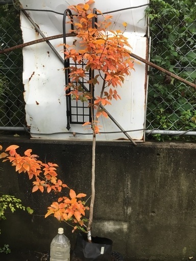 ヤマコウバシ１６０センチ