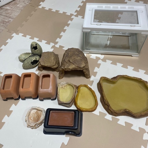 爬虫類　セット