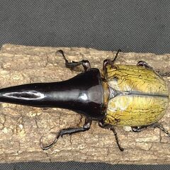極太極短個体】ヘラクレスオオカブトムシ ♂単品 10-1