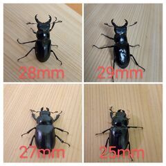 ミクラミヤマ 2ペア（御蔵島産）CBF1