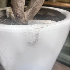 値下げ！　観葉植物ドラセナカンボジアー
　希少種