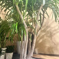 値下げ！　観葉植物ドラセナカンボジアー
　希少種