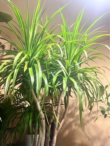 値下げ！　観葉植物　ドラセナカンボジアー 　希少種