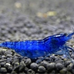 ベルベットブルーシュリンプ　ダークブルー　１５０匹（抱卵個体９匹含みます）　【YASUDA GLASS】 ベルベットブルーシュリンプ ダークブルー 150匹（抱卵個体9匹含み
