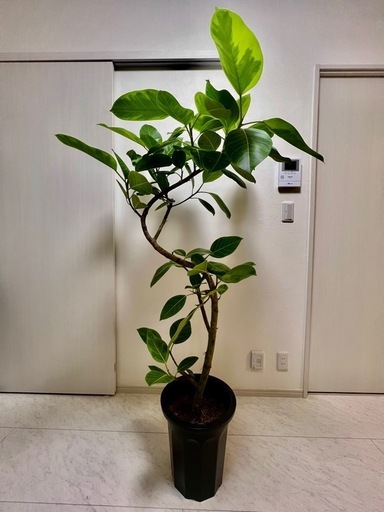フィカス アルテシーマ 10号 観葉植物