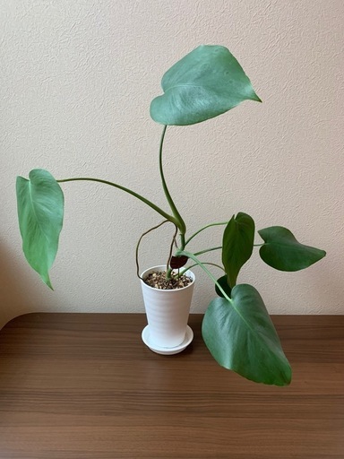 観葉植物　モンステラ