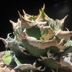 アガベ　白豪刺　子株2株付き アガベ 白豪刺