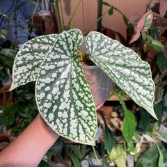 ベゴニアの中古が安い！激安で譲ります・無料であげます｜ジモティー 